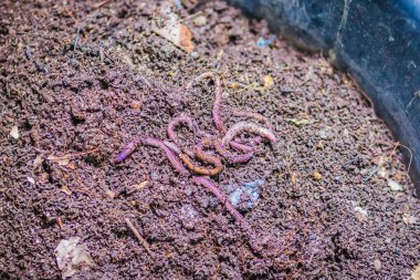 Solucan çiftlik Organik mutfak besin açısından zengin gübre atık dönüşüyor. (Vermiculture) Tarım solucan solucan kendileri ile zengin vermicompost sağlamak için tutmak bahçıvanlar tarafından yapılır