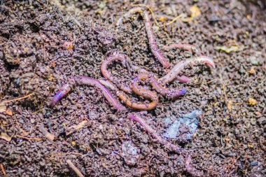 Solucan çiftlik Organik mutfak besin açısından zengin gübre atık dönüşüyor. (Vermiculture) Tarım solucan solucan kendileri ile zengin vermicompost sağlamak için tutmak bahçıvanlar tarafından yapılır