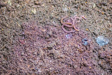 Solucan çiftlik Organik mutfak besin açısından zengin gübre atık dönüşüyor. (Vermiculture) Tarım solucan solucan kendileri ile zengin vermicompost sağlamak için tutmak bahçıvanlar tarafından yapılır