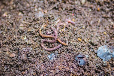 Solucan çiftlik Organik mutfak besin açısından zengin gübre atık dönüşüyor. (Vermiculture) Tarım solucan solucan kendileri ile zengin vermicompost sağlamak için tutmak bahçıvanlar tarafından yapılır