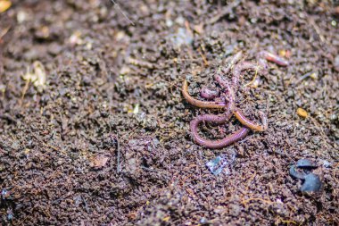 Solucan çiftlik Organik mutfak besin açısından zengin gübre atık dönüşüyor. (Vermiculture) Tarım solucan solucan kendileri ile zengin vermicompost sağlamak için tutmak bahçıvanlar tarafından yapılır