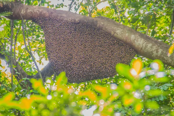 森の緑の自然木の野生の蜂の巣 自然の森で木にぶら下がっているミツバチの群れの巣をハニカムします — ストック写真