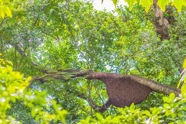 Colmeia Selvagem Árvore Verde Natureza Floresta Ninho Favo Mel Enxame — Fotografia de Stock