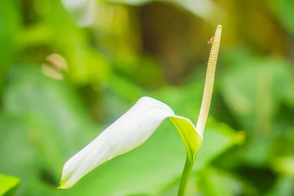 Hermosa Flor Lirio Paz Blanca Spathiphyllum Cannaefolium Jardín Spathiphyllum Género —  Fotos de Stock