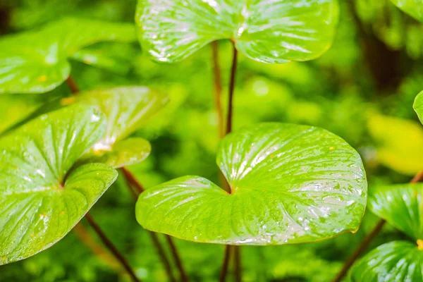 熱帯雨林の緑の葉の背景を持つ美しいピンク ワイルドフラワー — ストック写真