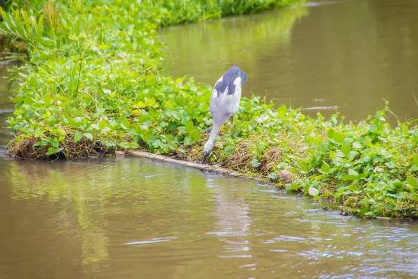 かわいいシロスキハシコウまたはシロスキハシコウ コウノトリ鳥 Anastomus Oscitans が川の銀行の主要な獲物 カタツムリを探しています Anastomus Oscitans はコウノトリの家族こうのとり類大型渉禽です — ストック写真