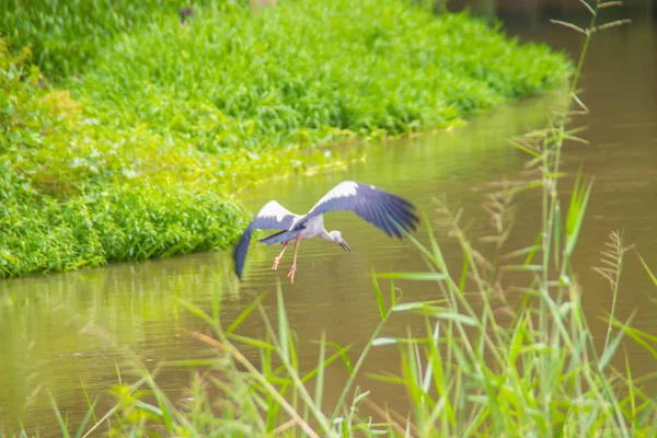 Schattig Gaper Vogel Van Ooievaar Indische Gaper Anastomus Oscitans Zoek — Stockfoto