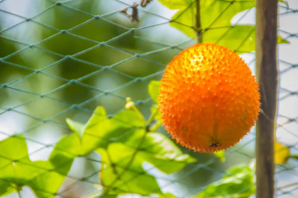 Φρούτα Βιολογικά Κίτρινο Gac Momordica Φράουλα Για Αμπέλι Gac Είναι — Φωτογραφία Αρχείου