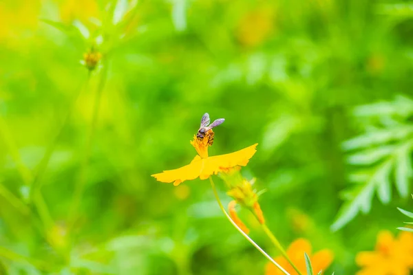 Gula Kosmos Fått Blommor Med Små Svarta Bee Och Gröna — Stockfoto