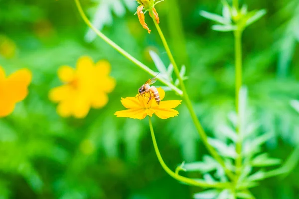 Amarelo Cosmos Flores Sulfurosas Com Pequena Abelha Preta Verde Folhas — Fotografia de Stock