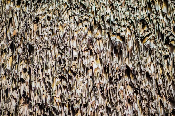 Çatı Kuru Nypa Palmiye Yaprak Doku Arka Planını Yaptım Nypa — Stok fotoğraf