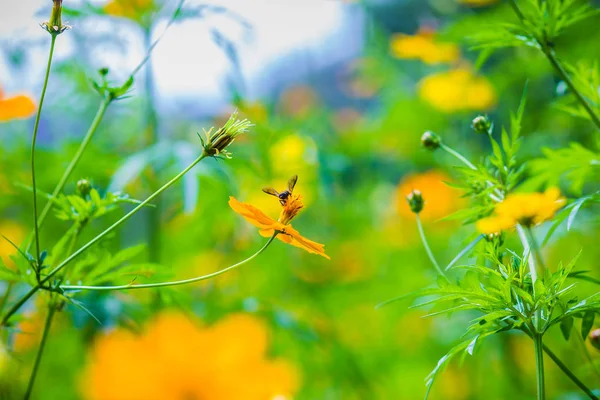 Yellow Cosmos sulphureus flowers with small black bee and green leaves background. Cosmos sulphureus is also known as sulfur cosmos and yellow cosmos.