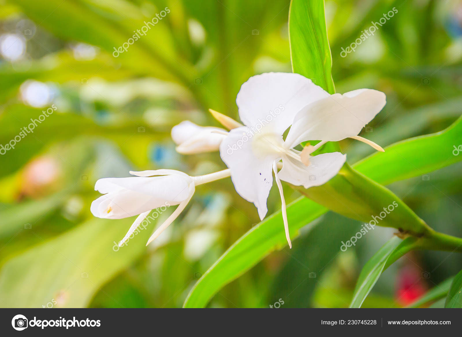 Photos Ginger Lily Plant White Ginger Flower Hedychium Coronarium Green Leaves Hedychium Coronarium Also Stock Photo C Kampwit