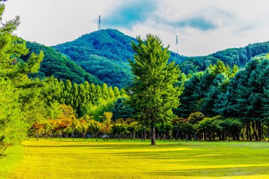 Güzel manzara Nami Isalnd Kore
