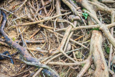 Ormanda yere Web büyük ağacın kökleri. Soyut fibrous kökleri arka plan doku. Muhteşem ağaç kökleri garip özelliği ile karanlık ormanın arka plan.