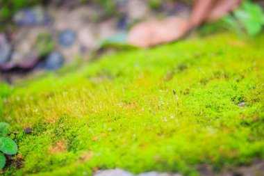 Yeşil yosunlu arka kapak tropikal forrest rough taşlar. Taş ile yeşil yosun doku arka plan gri. Closeup eski taş doğal orman yeşil yosun ile büyümüş.