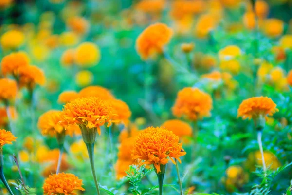 Field of blooming yellow Mexican marigold flowers (Tagetes erecta) with green leaves background in the morning. Tagetes erecta also known as Aztec marigold, African marigold.