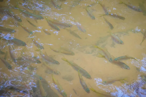 School Small Fishes Clear Waterfall Stream — Stock Photo, Image