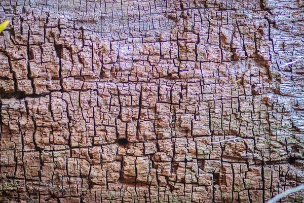 Streszczenie Tło Wzór Brązowy Kolorowy Tekstury Korze Drzew Kora Łuszcząca — Zdjęcie stockowe