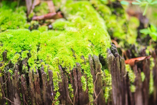 Fondo Musgoso Verde Cubre Las Piedras Ásperas Bosque Tropical Piedra — Foto de Stock