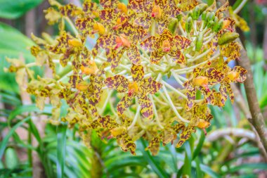 Güzel kaplan orkide çiçek (Grammatophyllum speciosum) genel Milli Parkı. Grammatophyllum speciosum, Dev orkide, kaplan orkide, şeker kamışı orkide veya orkide kraliçesi olarak da bilinir.