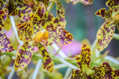 Güzel kaplan orkide çiçek (Grammatophyllum speciosum) genel Milli Parkı. Grammatophyllum speciosum, Dev orkide, kaplan orkide, şeker kamışı orkide veya orkide kraliçesi olarak da bilinir.