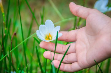 Güzel beyaz çiçek Zephyranthes grandiflora veya Zephyranthes minuta yeşil yaprakları arka plan ile.