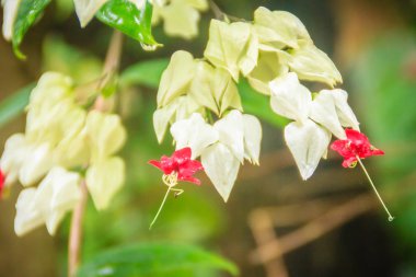 Beyaz ve kırmızı örtüyorsunuz sarmaşık çiçeği (Clerodendrum thomsoniae) yeşil arka plana sahip. Zafer-bower, zafer-bower, bagflower ve kalpten asma kanama olarak da bilinen Clerodendrum thomsoniae.