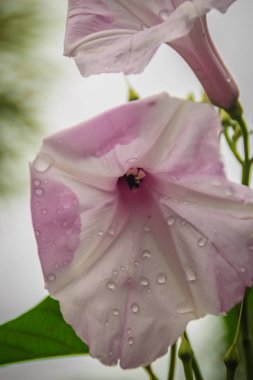 Güzel pembe sabah zafer çiçek (Ipomoea carnea) ağaç üzerinde. Ipomoea carnea, pembe sabah zafer, bir sabah zafer türüdür. Bu bitki bir zengin yeşil kalp şeklinde yaprakları vardır.