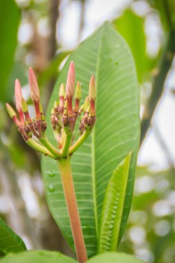 Plumeria çiçek yeşil yaprakları arka plan ile filizlenen. Plumeria geceleri Sfenks onları tozlaşmak güveler cezbetmek için en güzel kokulu çiçekler.