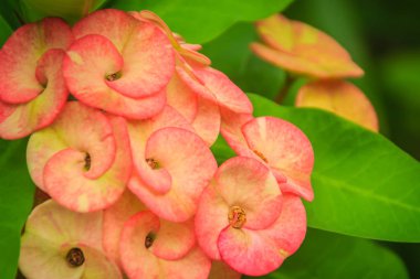 Turuncu hibrid taç dikenler çiçek (Euphorbia milii) yeşil yaprakları karşı. Atatürk milii da dikenler, İsa'nın bitki veya Mesih diken Tu y Yo Latin Amerika'da olarak da bilinir, taç denir.