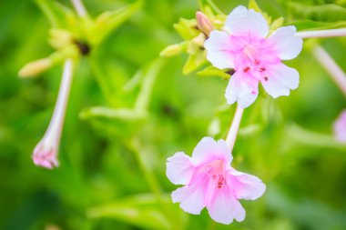 Mirabilis: jalapa, Peru veya saat 4'te çiçek, marvel yumuşak pembe çiçek en yaygın olarak yetiştirilen süs familyasına ait Mirabilis bitki ve renkleri bir dizi mevcuttur.