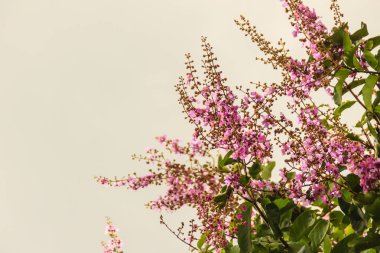 Mor çiçek (Lagerstroemia speciosa) yeşil arka plan bırakın. Lagerstroemia speciosa olarak da bilinen dev krep-myrtle, Kraliçe krep-Mersin, Türkiye veya gurur Hindistan için banab bitki