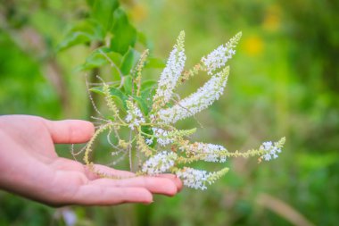 Küçük beyaz kokulu çiçek (Buddleja paniculata) yeşil yaprakları arka plan ile. Buddleja paniculata da kelebek Bush, Byttneria, yaz leylak denir.