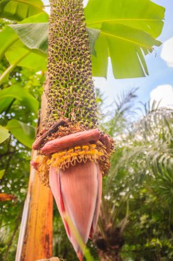 Bin parmak Muz meyve ağacı (geri Musa chiliocarpa) üzerinde şaşırtıcı. Ekstra uzun ilâ 2 metrelik tarak bu birlikte bir tarak ısıtmaz. RIPE sarı tatlı, yenilebilir ve nadir zor bulmak için.