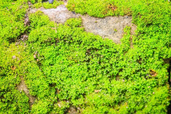 Πράσινο Φόντο Ποώδη Καλύπτουν Τις Τραχιές Πέτρες Στο Τροπικό Δάσος — Φωτογραφία Αρχείου