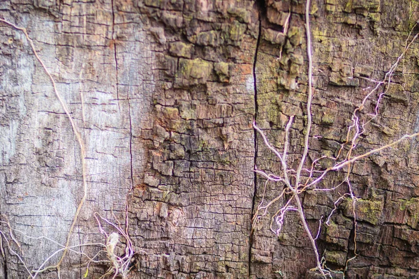 Kahverengi Deseni Arka Planda Ağaç Kabuğu Renkli Doku Soyut Lapa — Stok fotoğraf