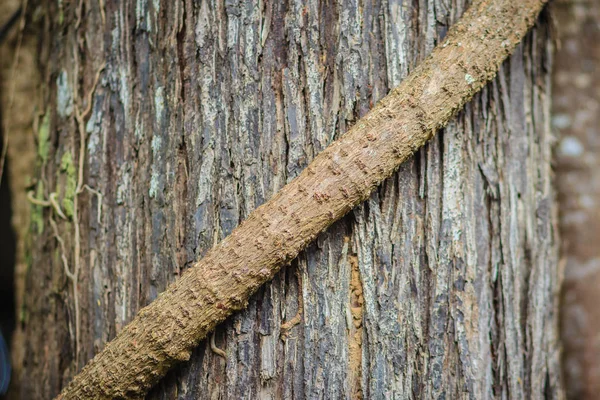 Stora Vinstockar Tree Trunk Bakgrund Stort Träd Var Bundet Vinstockar — Stockfoto