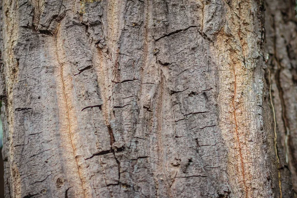 Abstraktní Pozadí Hnědé Vzorem Barevné Textury Kůře Stromů Šupinatá Šedohnědá — Stock fotografie