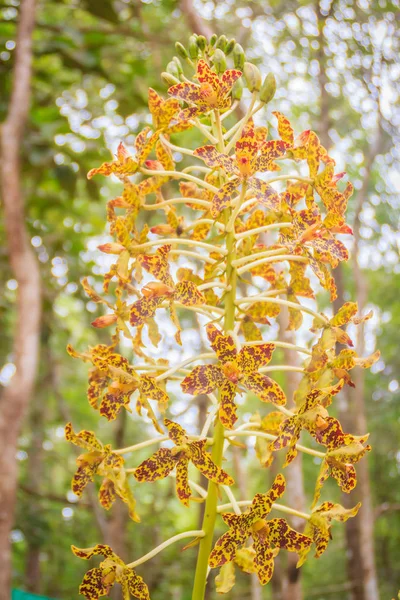 Цветок Тигровой Орхидеи Grammatophyllum Speciosum Государственном Национальном Парке Grammatophyllum Speciosum — стоковое фото
