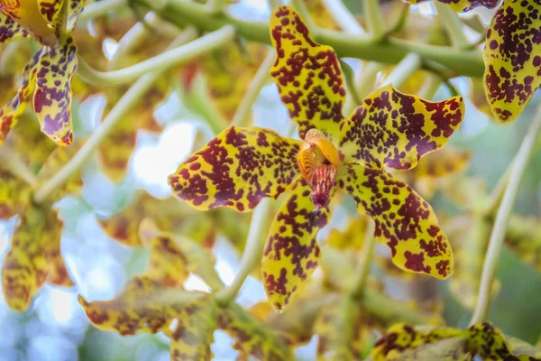 Цветок Тигровой Орхидеи Grammatophyllum Speciosum Государственном Национальном Парке Grammatophyllum Speciosum — стоковое фото
