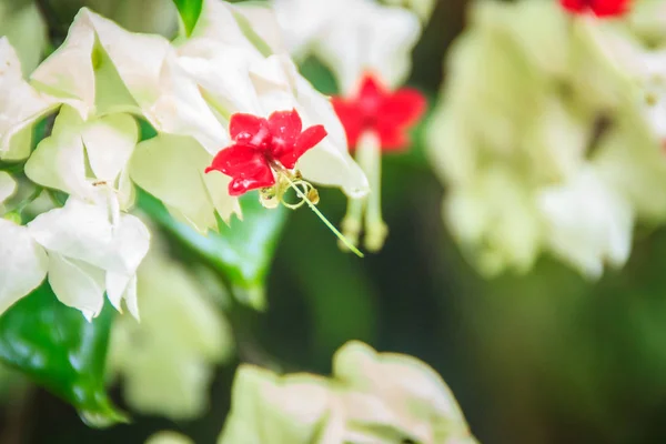 Flor Vid Blanca Roja Sangrante Clerodendrum Thomsoniae Con Fondo Verde —  Fotos de Stock