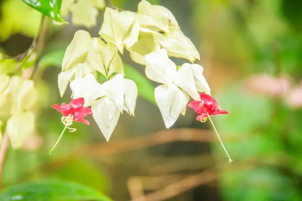 Белый Красный Кровоточащий Цветок Винограда Crodendrum Thomsoniae Зеленом Фоне Clerodendrum — стоковое фото