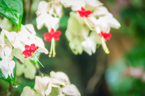 Flor Vid Blanca Roja Sangrante Clerodendrum Thomsoniae Con Fondo Verde —  Fotos de Stock