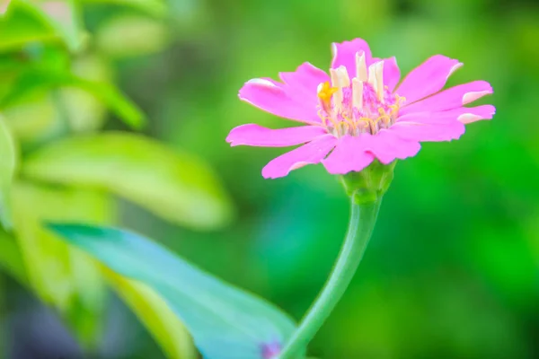 Güzel Pembe Çiçek Zinnia Violacea Cav Yeşil Yaprakları Arka Plan — Stok fotoğraf