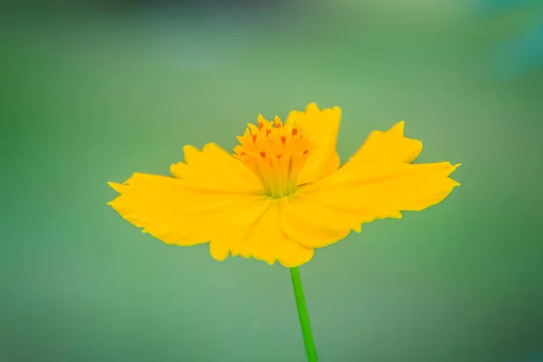 Vackra Gula Kosmos Blomma Cosmos Fått Fältet Äng Kosmos Fått — Stockfoto