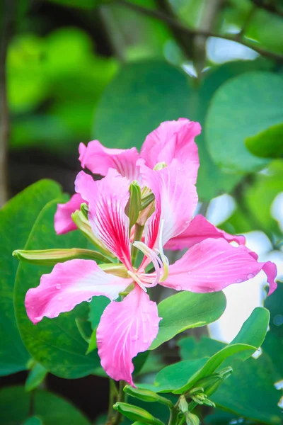 美丽的粉红色兰花花 帕内拉紫菜 在树上与绿叶 紫菜也被称为兰花 紫色紫荆花 骆驼脚 蝴蝶树和夏威夷兰花树 — 图库照片