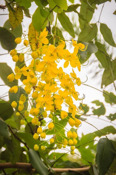 美しい黄色のシャワー ツリーの花 カッシア瘻 カッシア瘻は黄金の雨ツリーとも呼ばれます — ストック写真