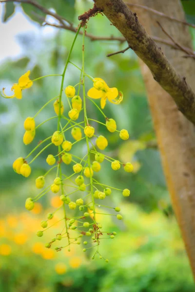 美しい黄色のシャワー ツリーの花 カッシア瘻 カッシア瘻は黄金の雨ツリーとも呼ばれます — ストック写真