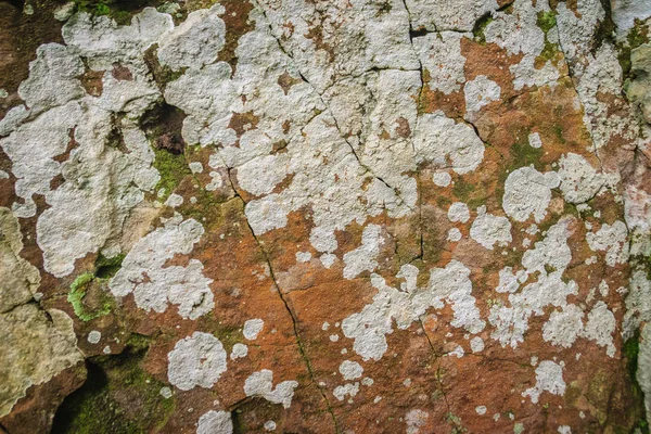 Μεγάλα Άσπρα Λειχήνες Πάνω Στο Βράχο Στο Δάσος — Φωτογραφία Αρχείου